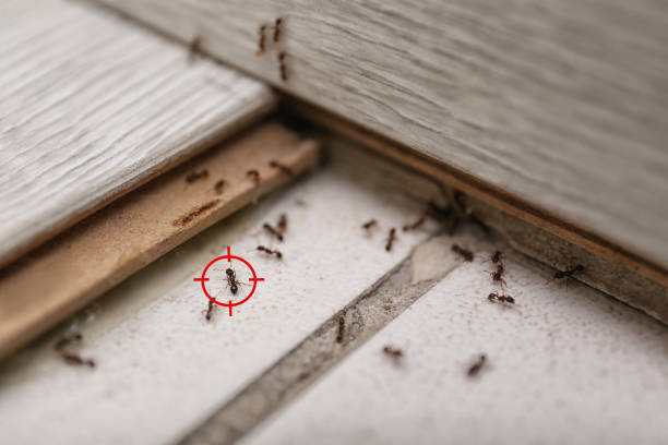 Best Cockroach Control Services  in Almont, MI