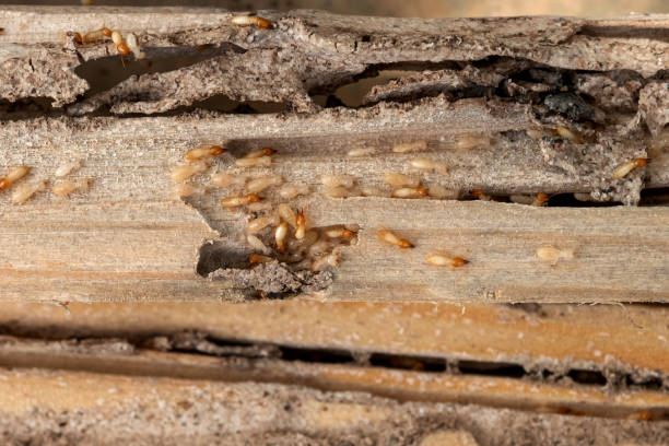 Best Bed Bug Extermination  in Almont, MI